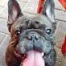 FrenchBully